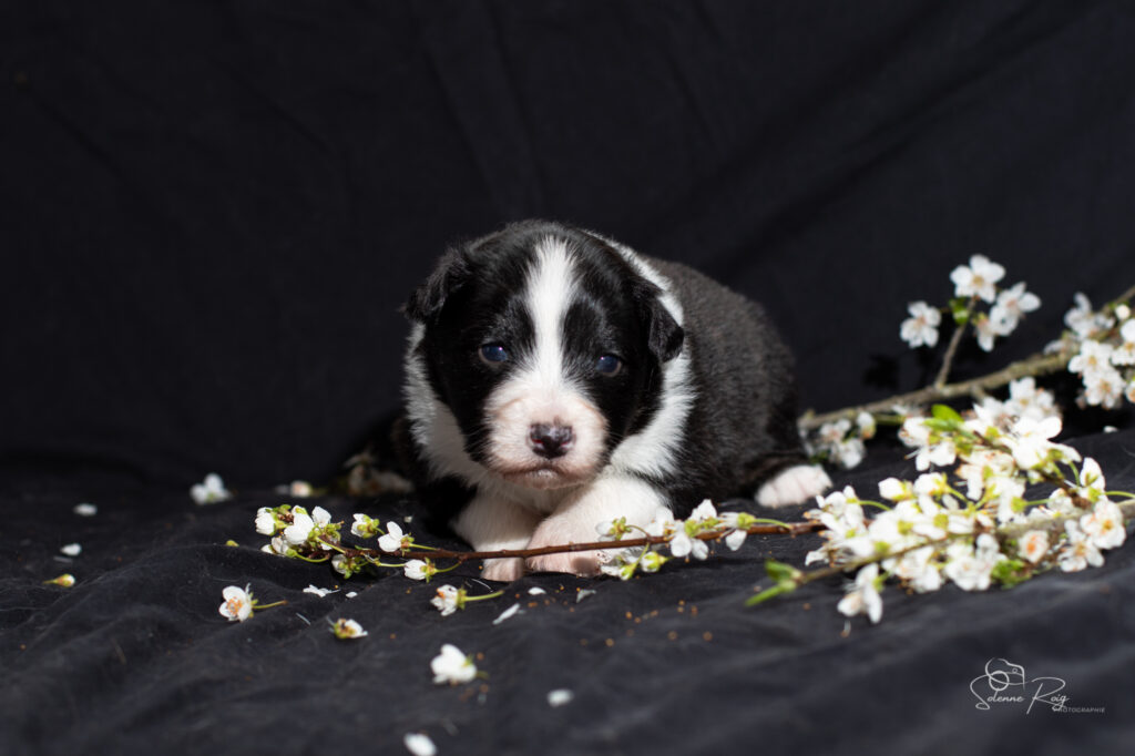 Chiots berger australien noir tricolore
