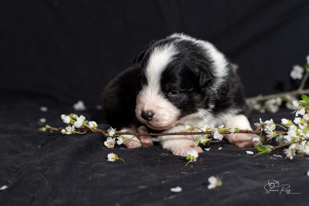 Chiots berger australien noir tricolore
