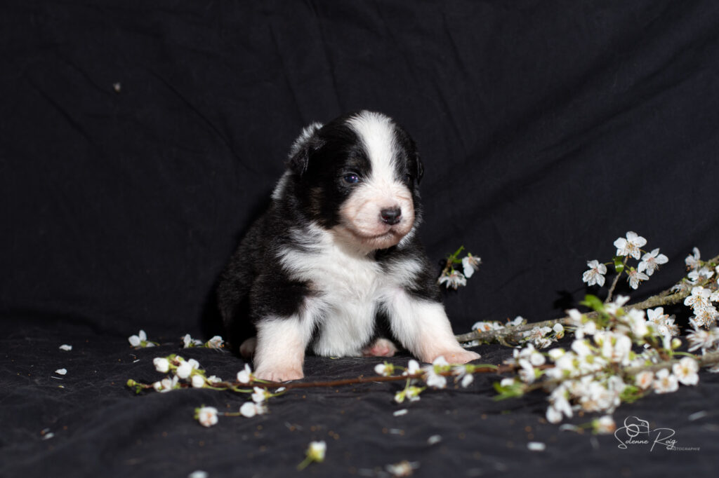 Chiot berger australien mâle noir tricolore