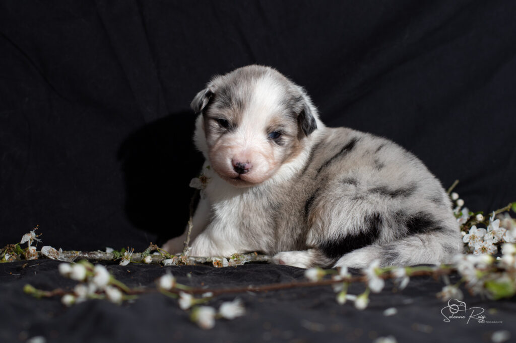 Chiot berger australien bleu merle