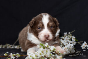 Chiot berger australien femelle rouge tricolore