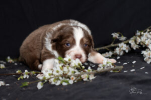 Chiot berger australien femelle rouge tricolore