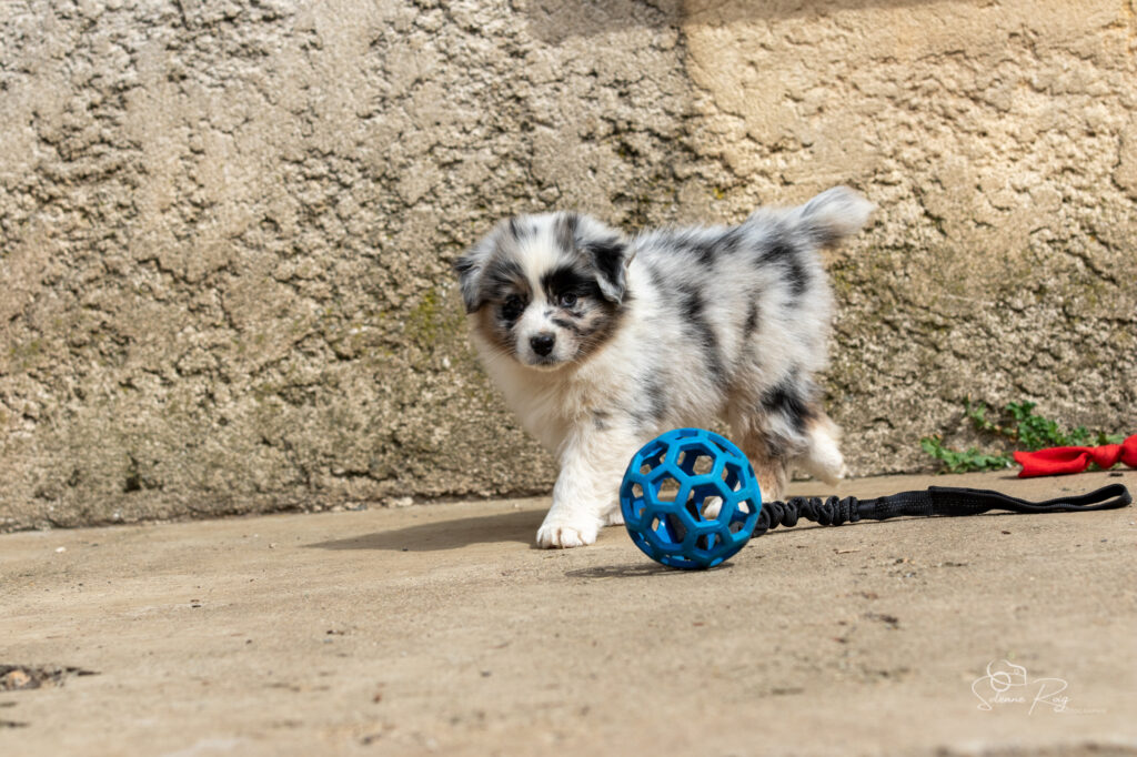 Chiot berger australien bleu merle