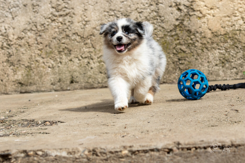 Chiot berger australien bleu merle