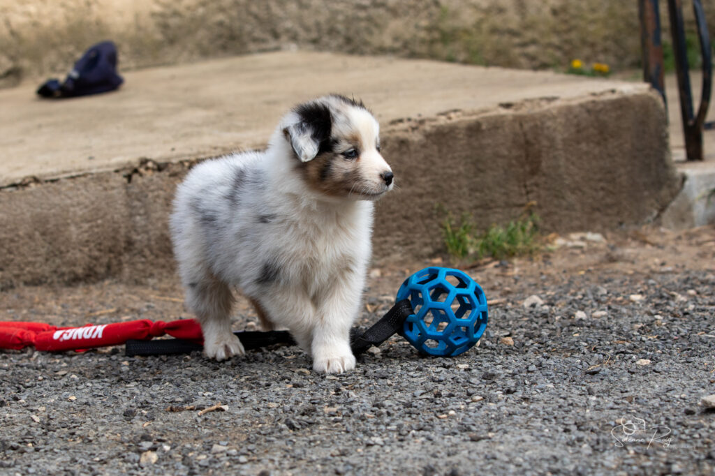 Chiot berger australien bleu merle