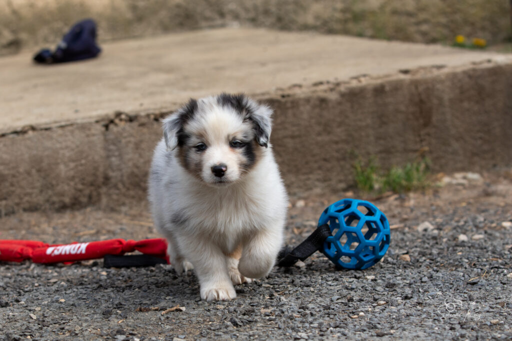 Chiot berger australien bleu merle
