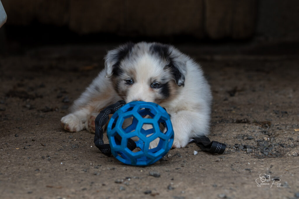 Chiot berger australien bleu merle