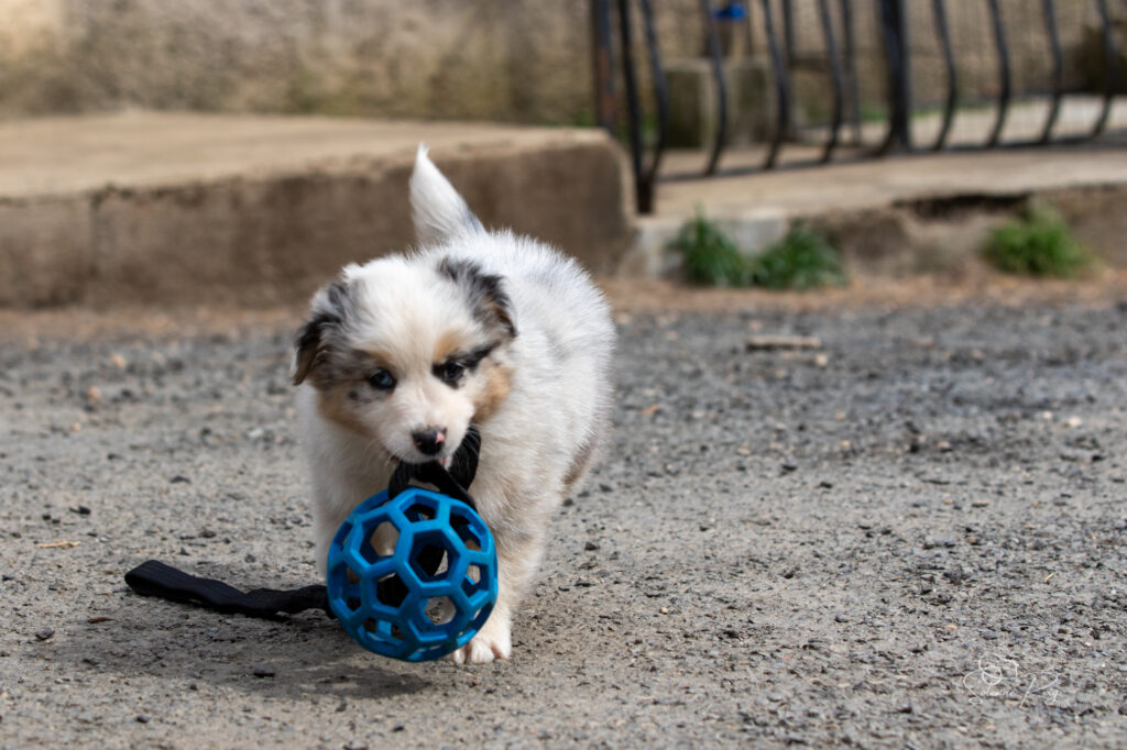 Chiot berger australien bleu merle