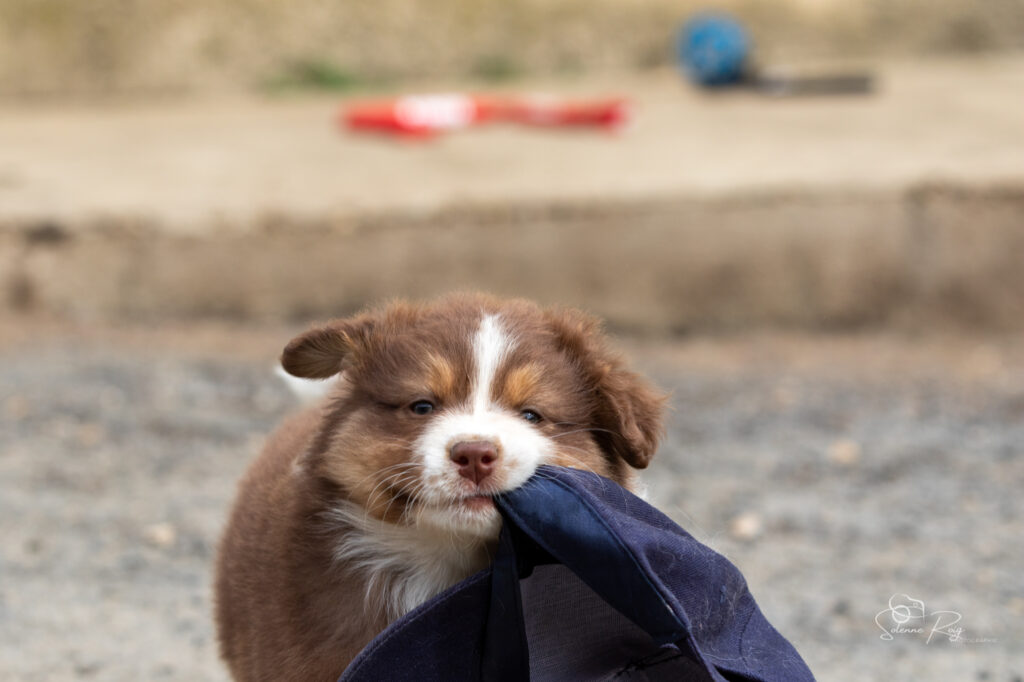 Chiot berger australien femelle rouge tricolore