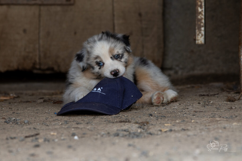 Chiot berger australien bleu merle
