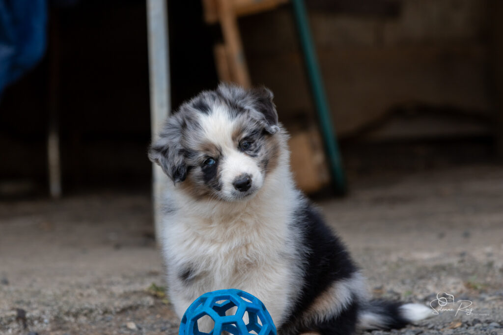 Chiot berger australien bleu merle