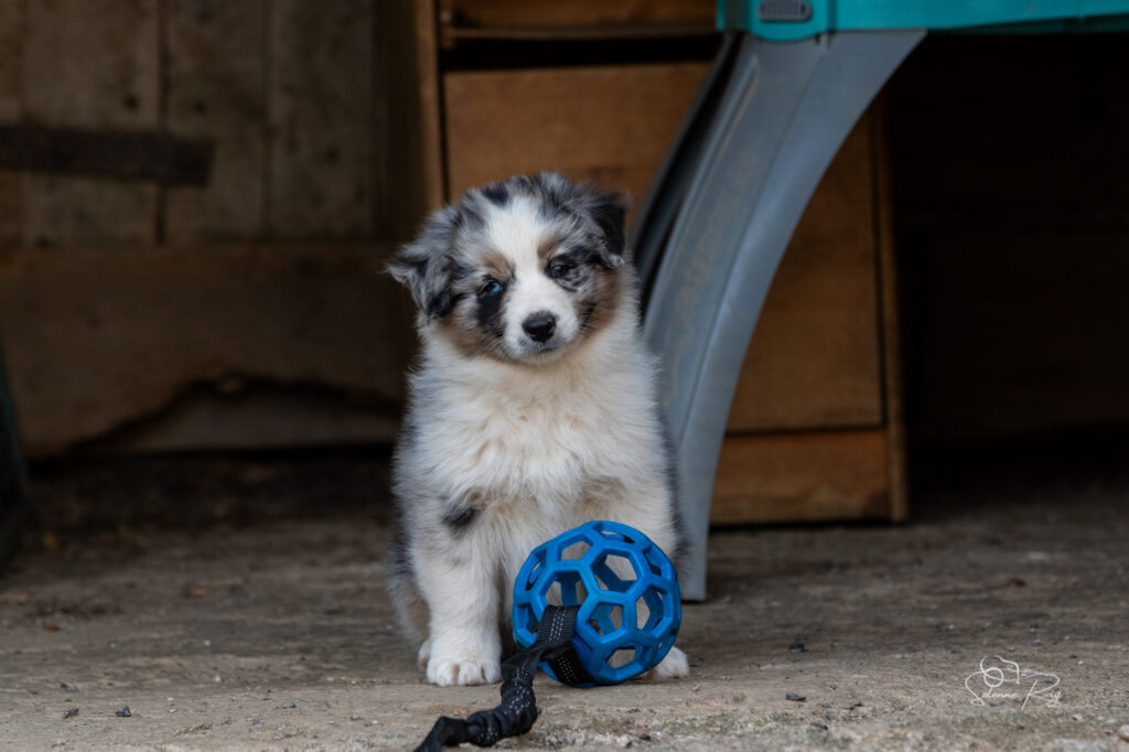 Chiot berger australien bleu merle