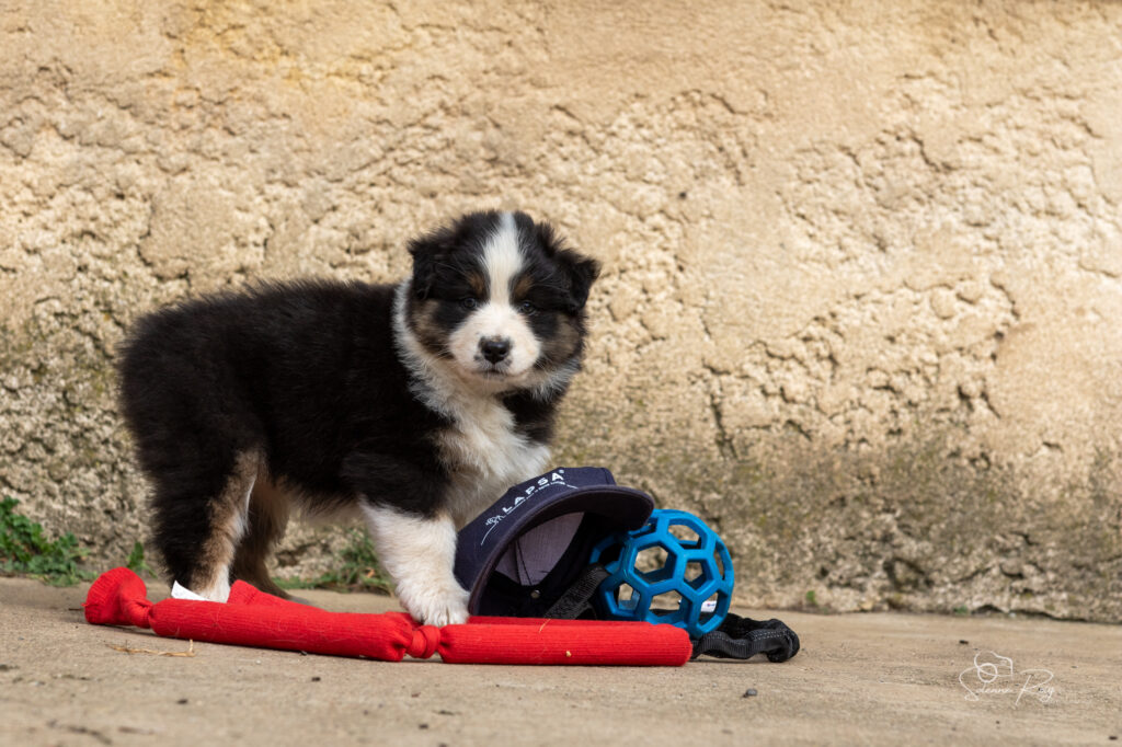 Chiot berger australien noir tricolore