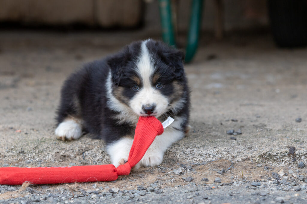 Chiot berger australien noir tricolore