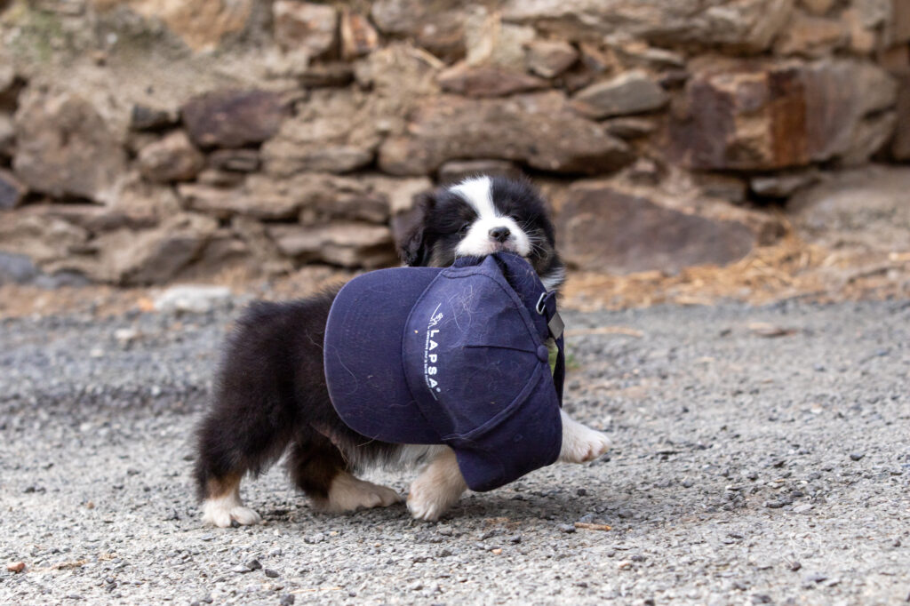 Chiot berger australien noir tricolore