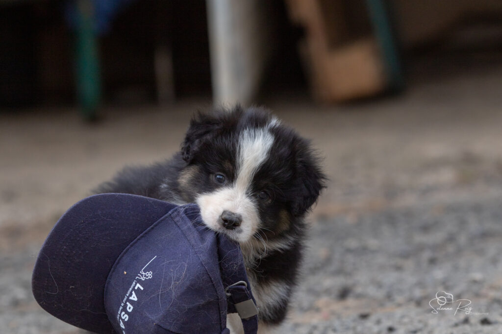 Chiot berger australien noir tricolore
