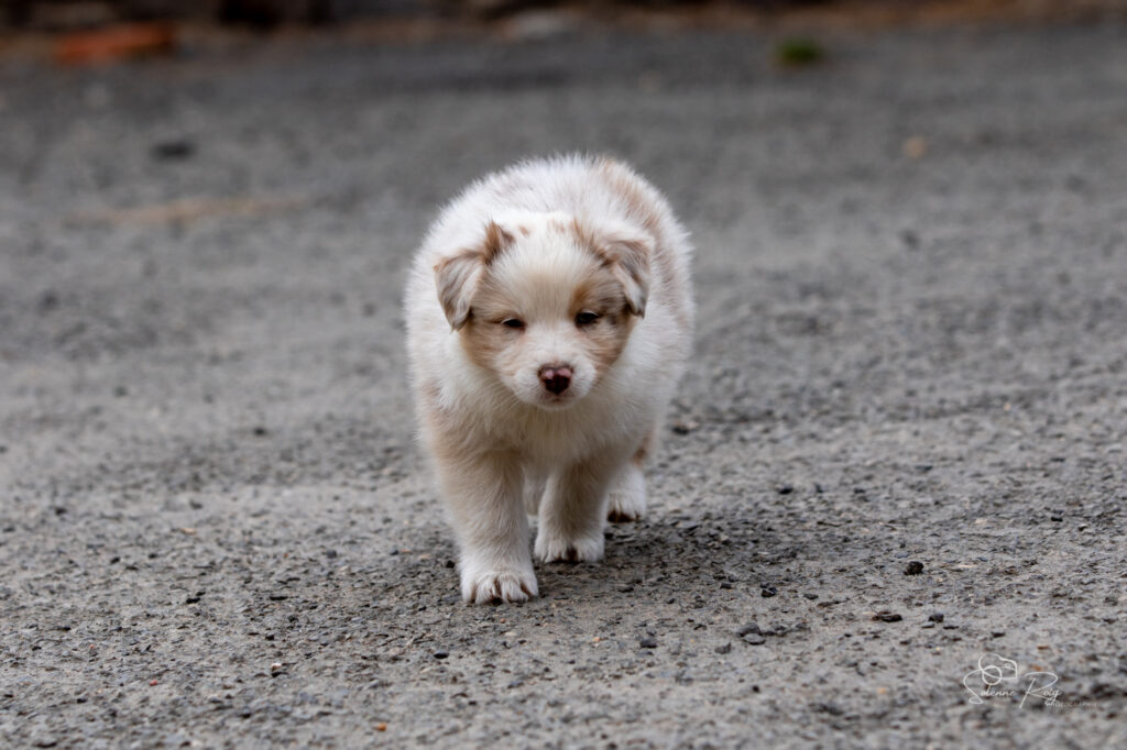 Chiot berger australien rouge merle