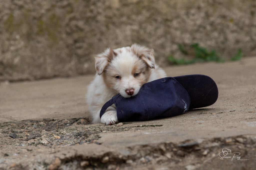 Chiot berger australien rouge merle