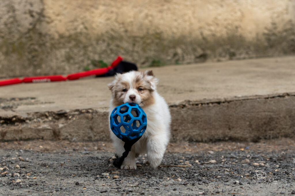 Chiot berger australien rouge merle