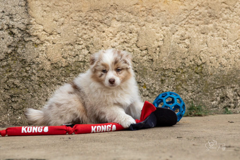 Chiot berger australien rouge merle