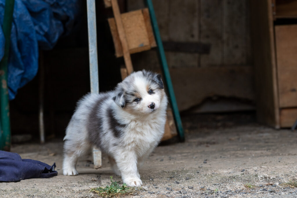Chiot berger australien bleu merle