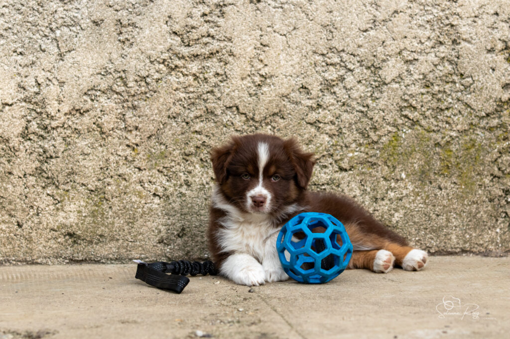 Chiot berger australien femelle rouge tricolore