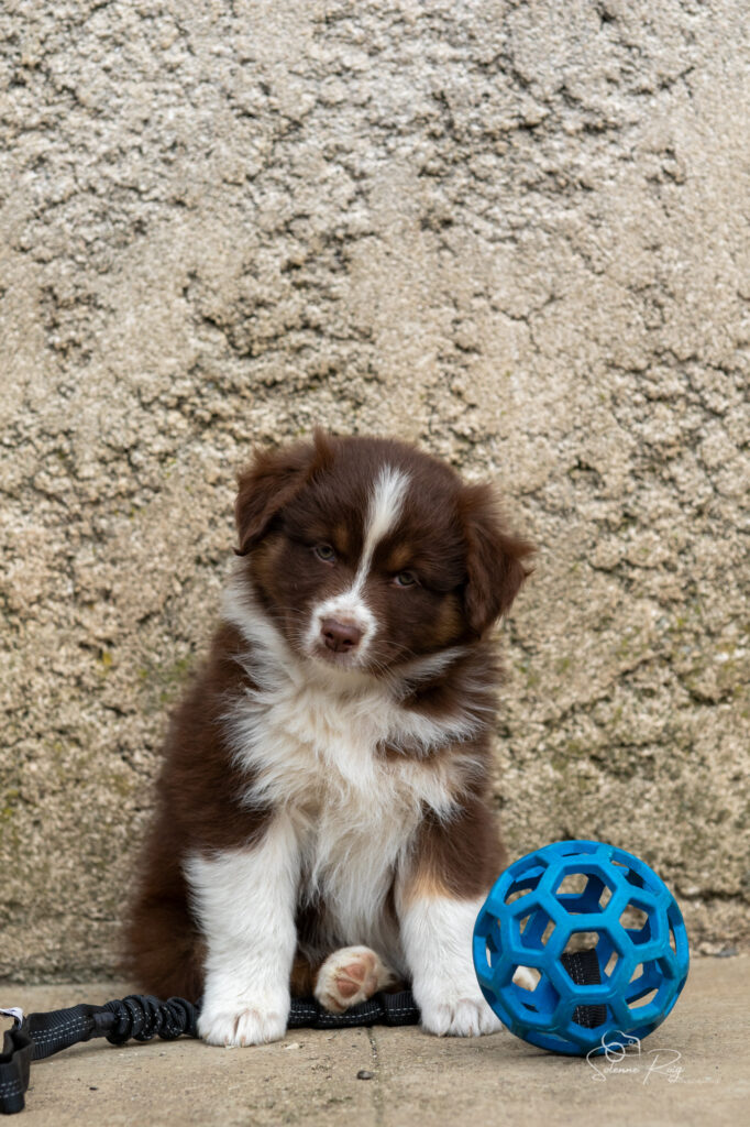 Chiot berger australien femelle rouge tricolore