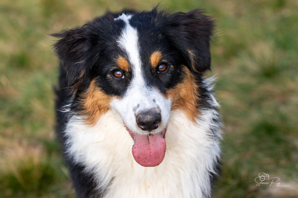 berger australien noir tricolore