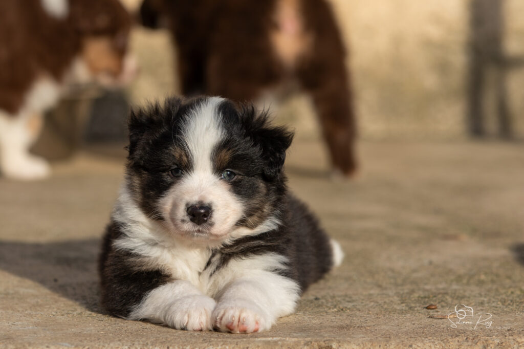 Chiot berger australien noir tricolore