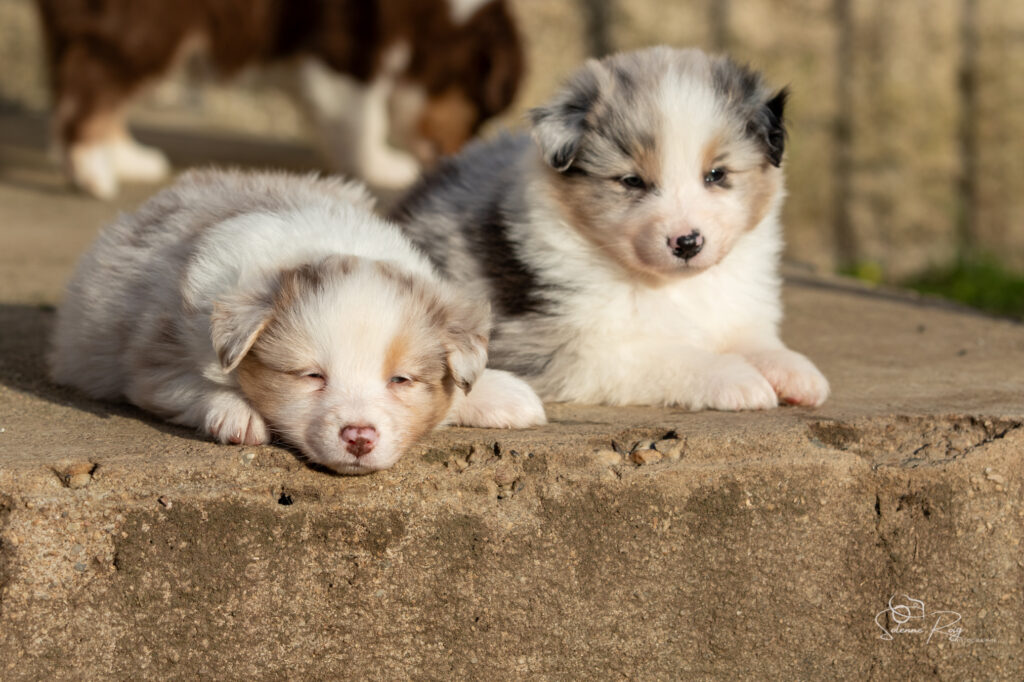 Chiot berger australien