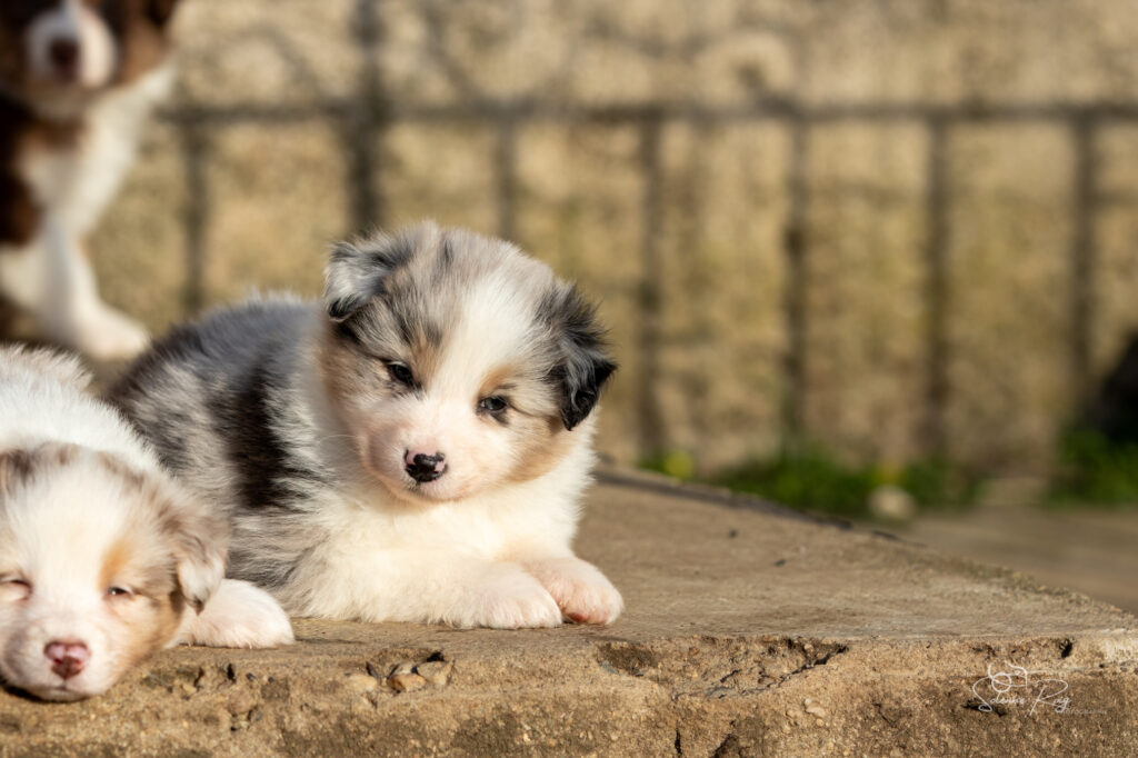Chiot berger australien bleu merle