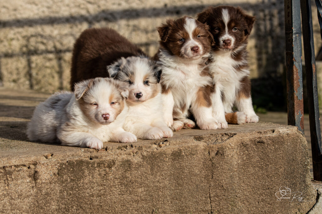 Chiots berger australien