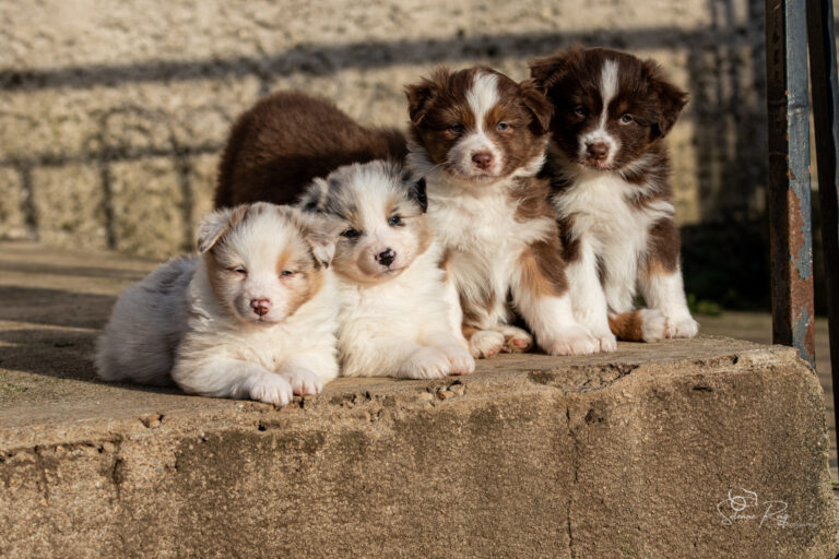 chiots berger australien rouge merle bleu merle et rouge tricolore