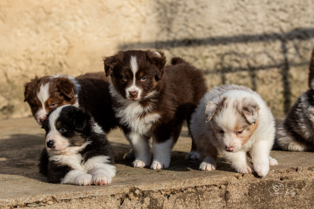 Chiots berger australien