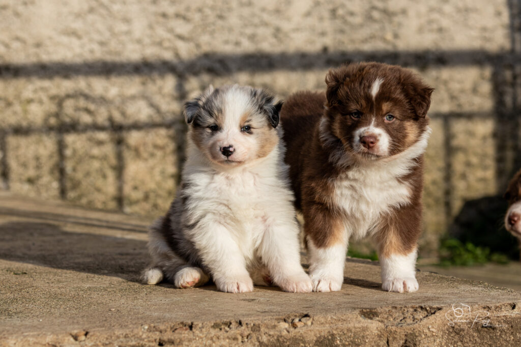 Chiot berger australien femelle rouge tricolore et bleu merle