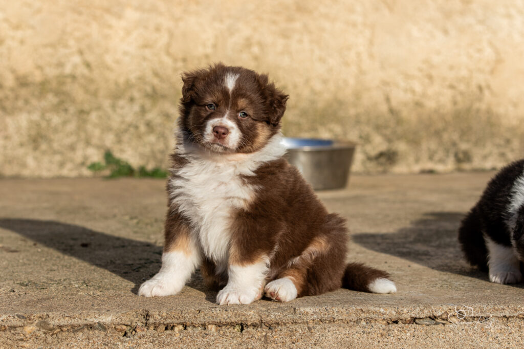Chiot berger australien femelle rouge tricolore