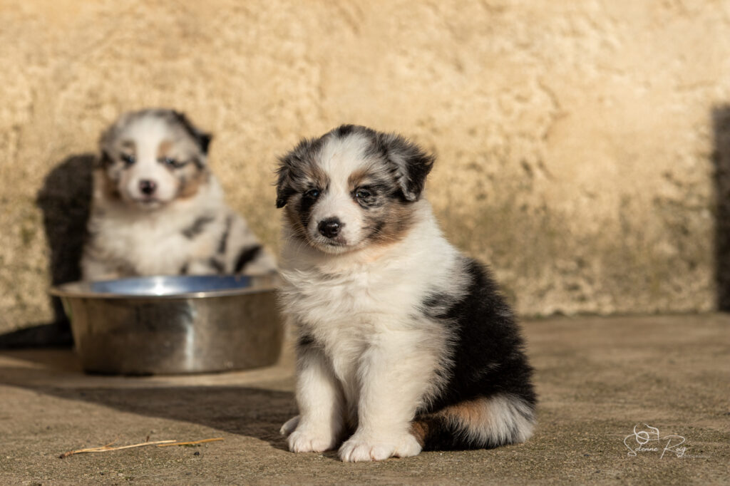 Chiot berger australien bleu merle