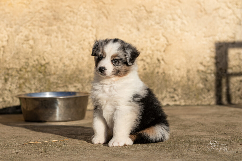Chiot berger australien bleu merle