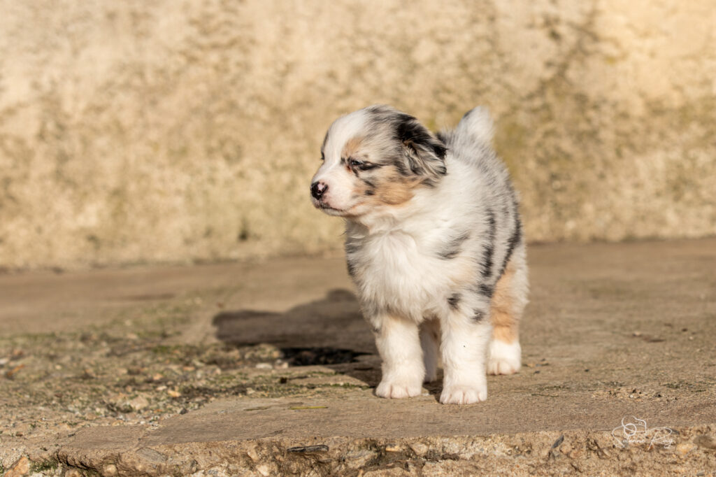 Chiot berger australien bleu merle
