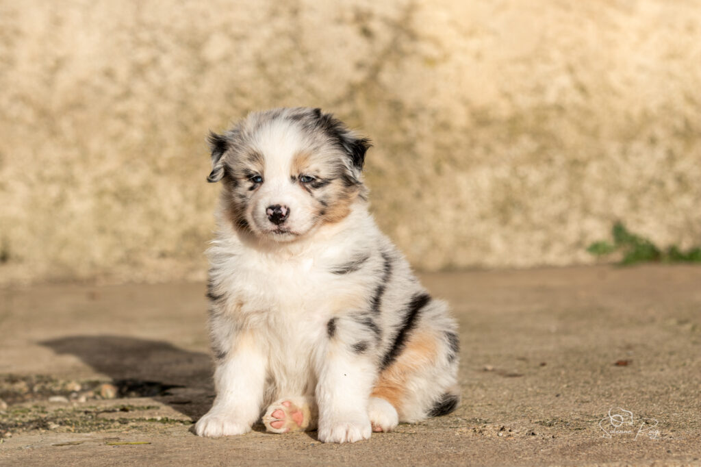 Chiot berger australien bleu merle