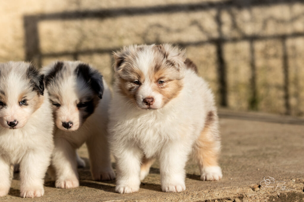 Chiot berger australien rouge merle