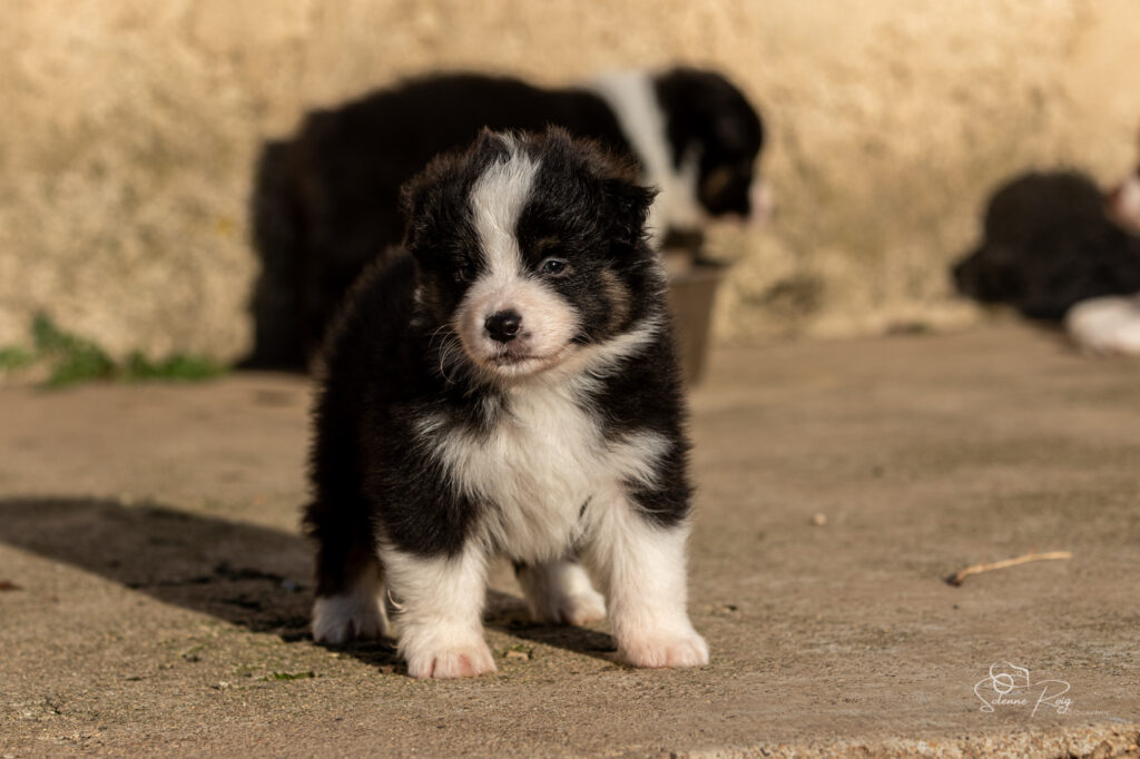 Chiot berger australien noir tricolore