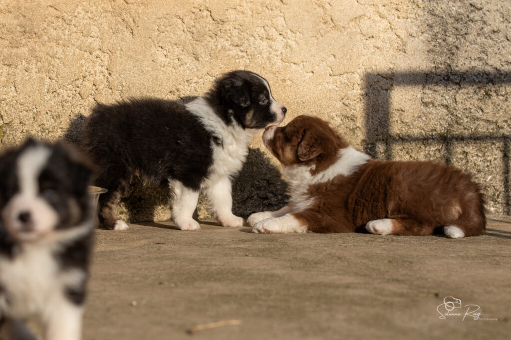 Chiot berger australien noir tricolore et rouge tricolore
