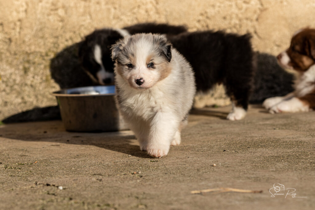 Chiot berger australien bleu merle