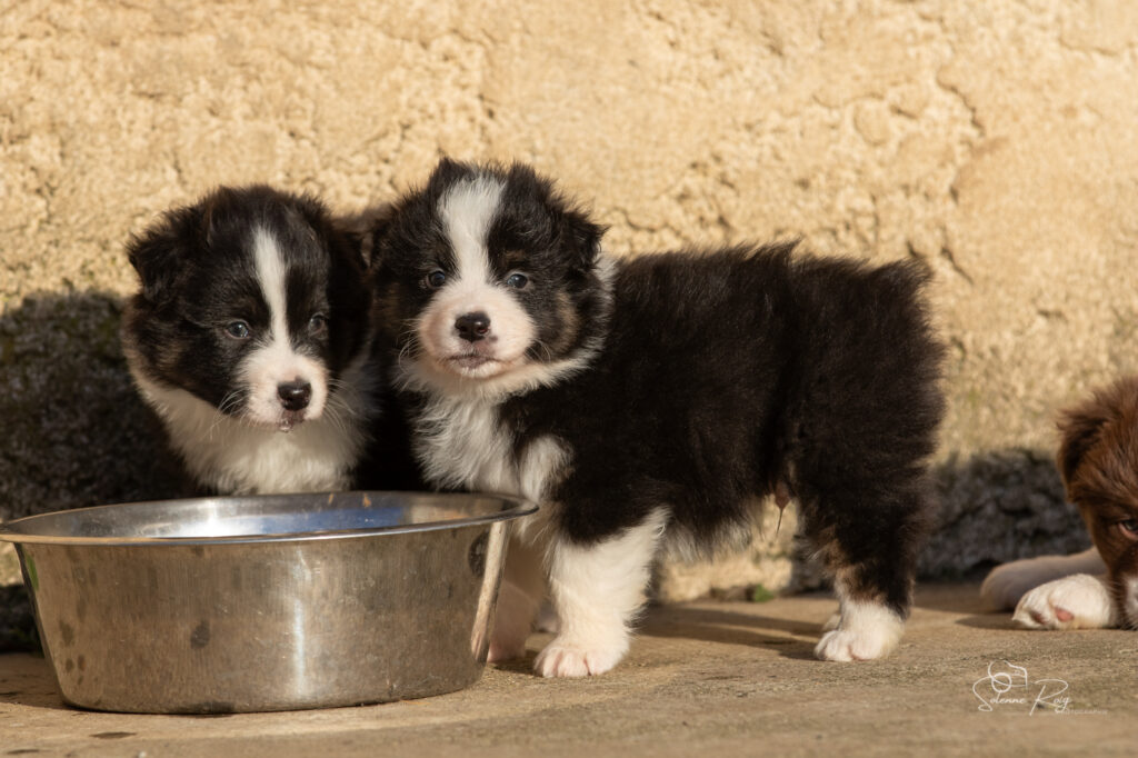 Chiot berger australien noir tric