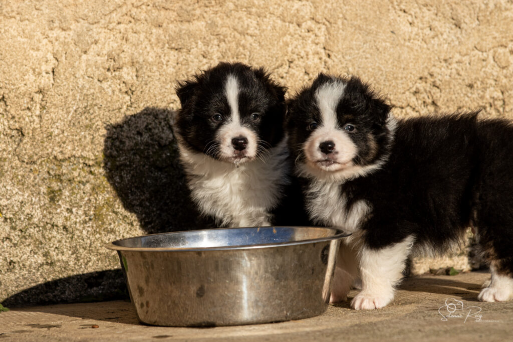 Chiot berger australien noir tricolore