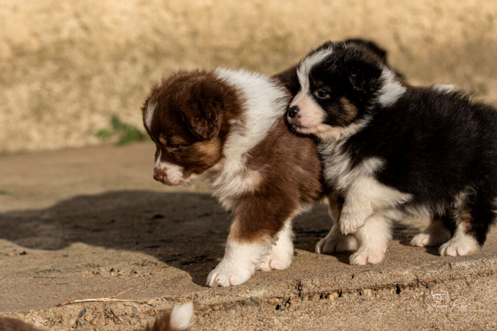 Chiot berger australien rouge tricolore et noir tricolore