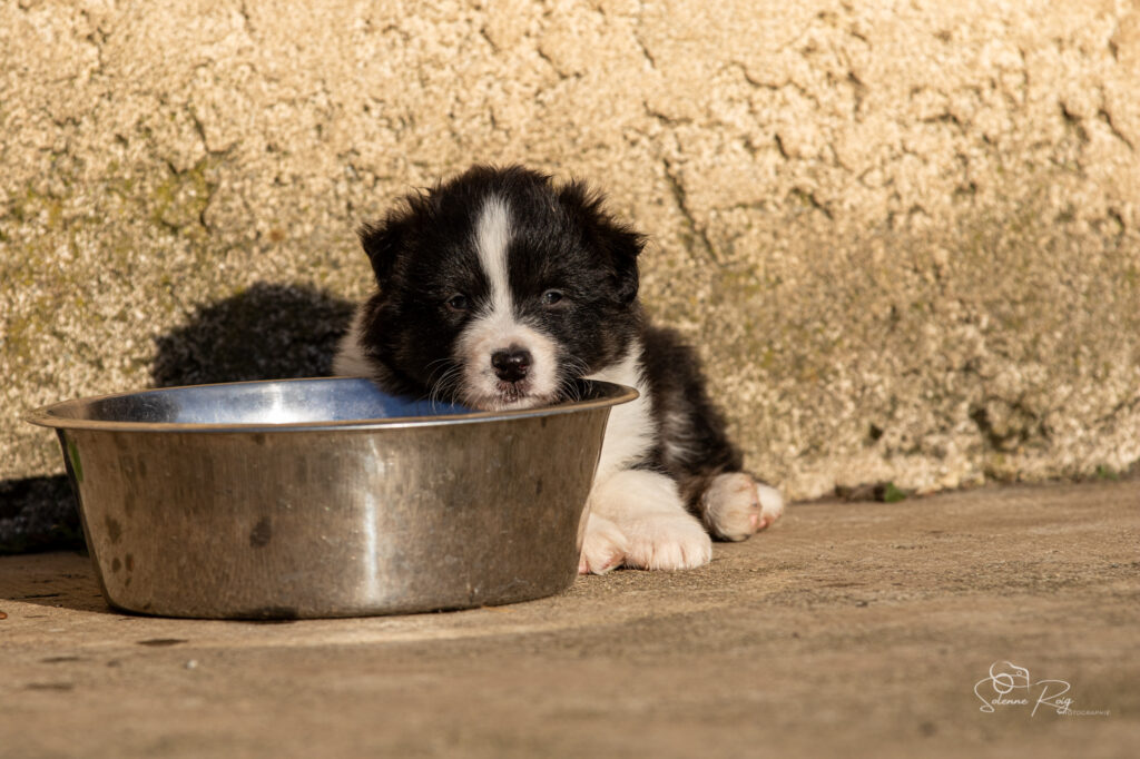 Chiot berger australien noir tricolore