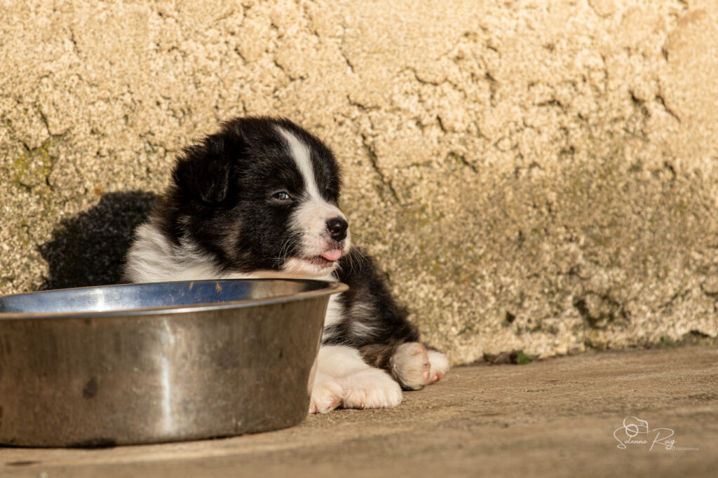 Chiot berger australien noir tricolore