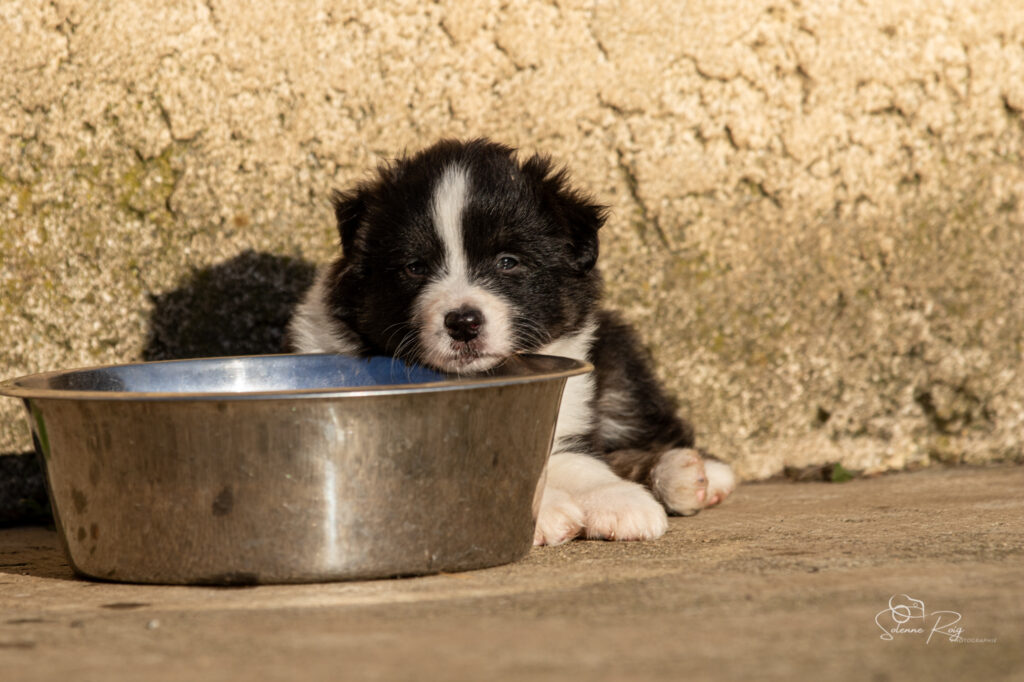 Chiot berger australien noir tricolore